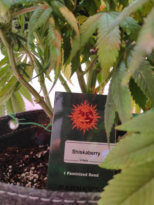 Shiskaberry. Week 11