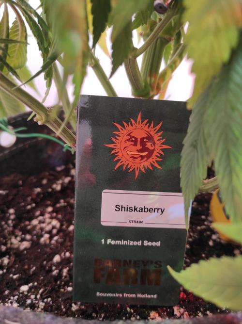 Shiskaberry. Week 11