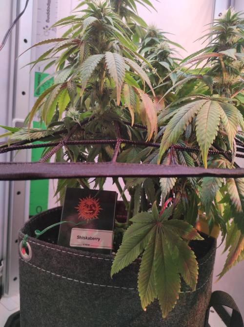 Shiskaberry. Week 11