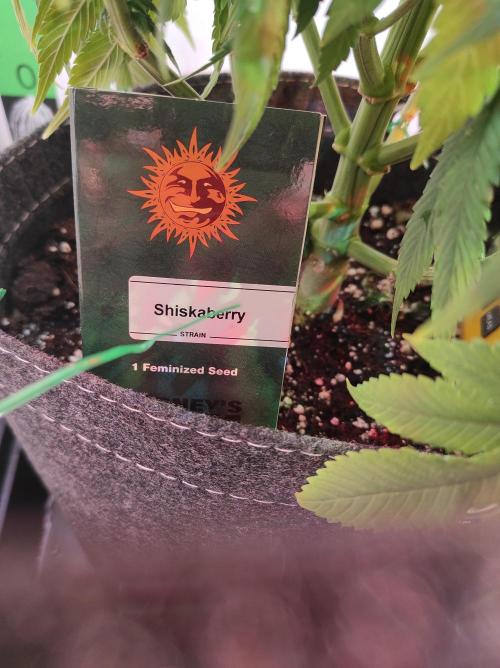 Shiskaberry. Week 11