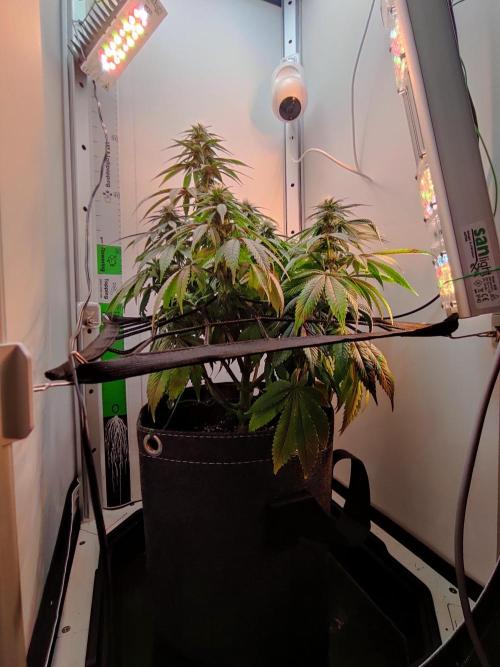 Shiskaberry. Week 11