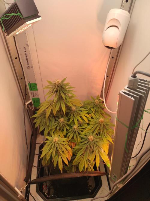 Shiskaberry. Week 11