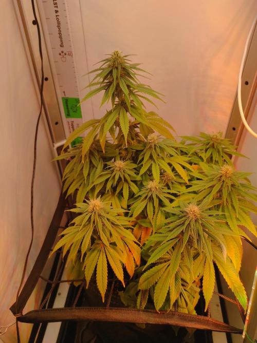 Shiskaberry. Week 11