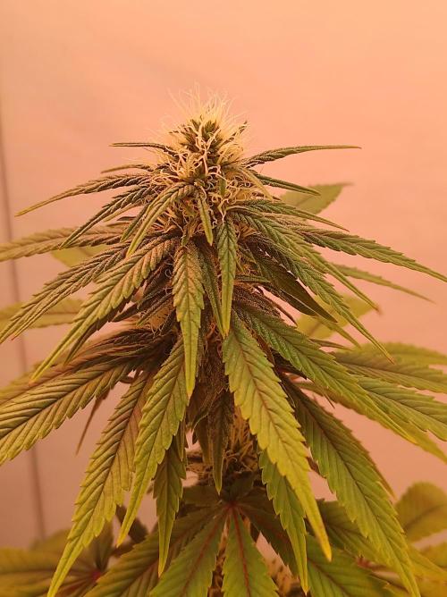 Shiskaberry. Week 11