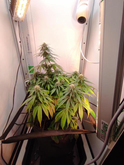 Shiskaberry. Week 11