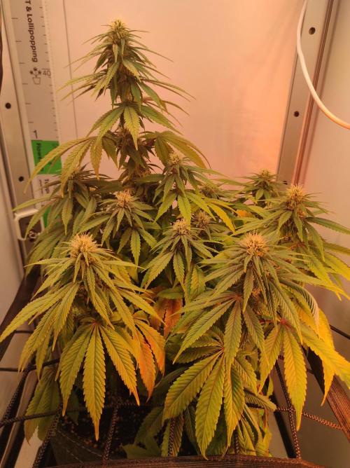 Shiskaberry. Week 11