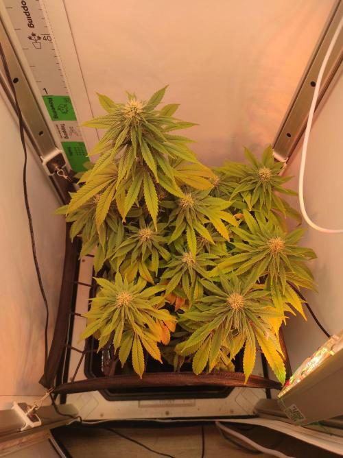 ShiskaBerry. Week 11