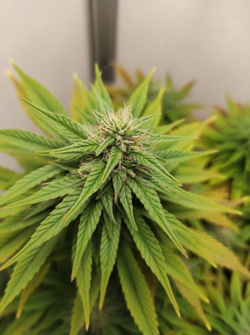 Shiskaberry. Week 12