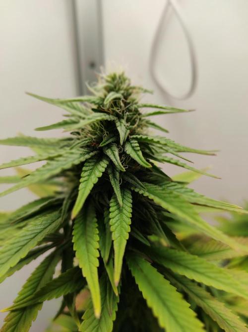 Shiskaberry. Week 12