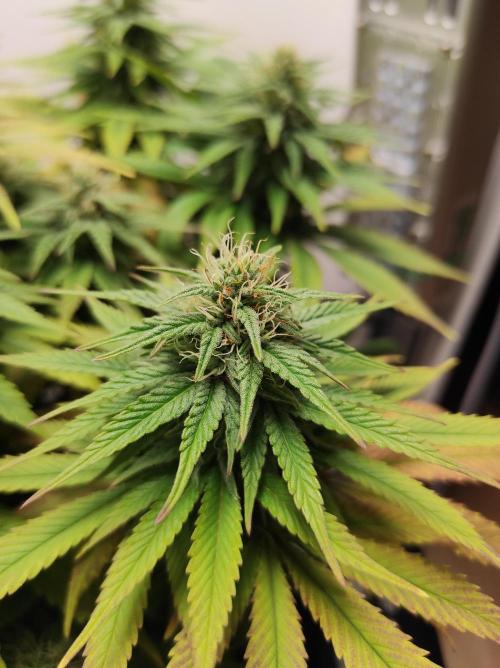 Shiskaberry. Week 12