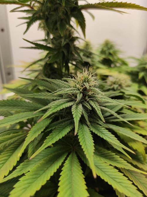 Shiskaberry. Week 12
