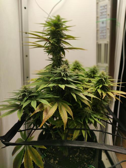 Shiskaberry. Week 12