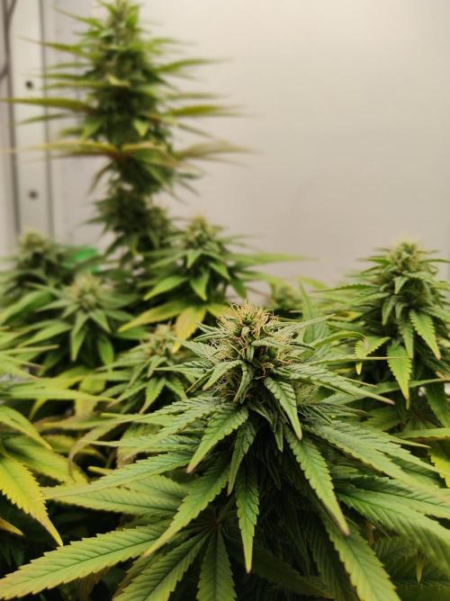 Shiskaberry. Week 12