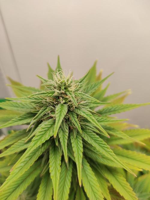Shiskaberry. Week 12