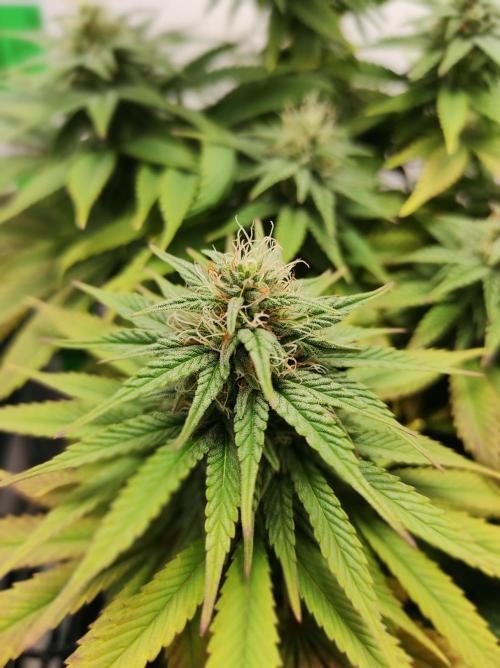 Shiskaberry. Week 12