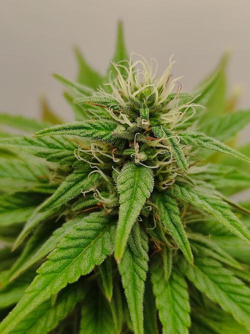 Shiskaberry. Week 12