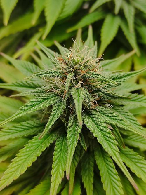 Shiskaberry. Week 12