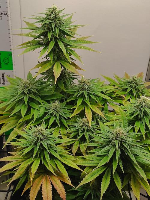 Shiskaberry. Week 12