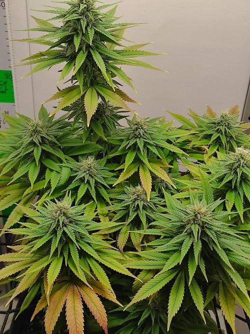 Shiskaberry. Week 12