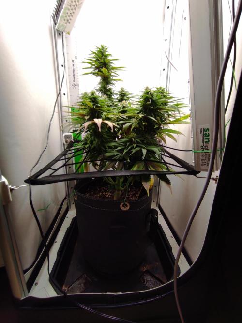 Shiskaberry. Week 12