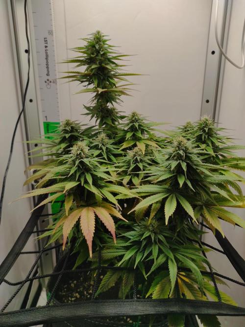 Shiskaberry. Week 12