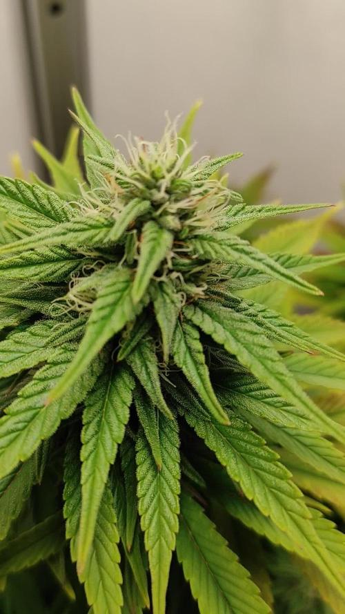 Shiskaberry