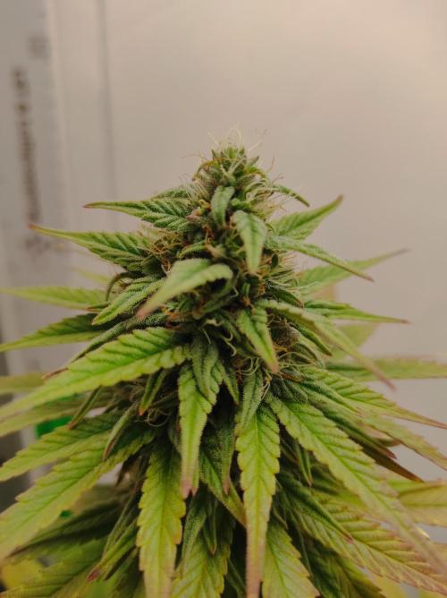 Shiskaberry. Week 13