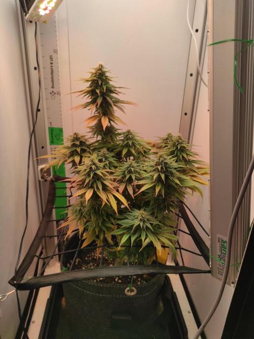 Shiskaberry. Week 13
