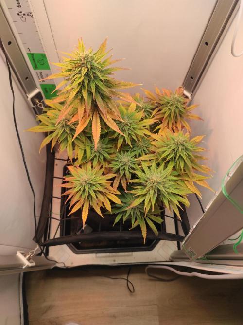 Shiskaberry. Week 13