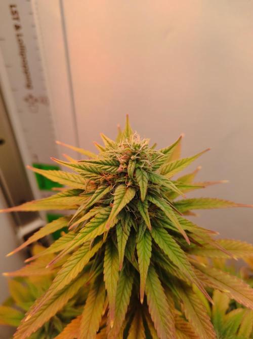 Shiskaberry. Week 13