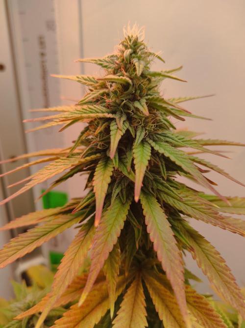 Shiskaberry. Week 13