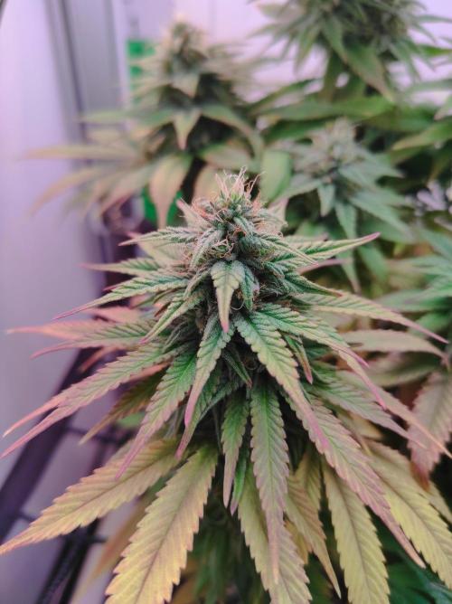 Shiskaberry. Week 13