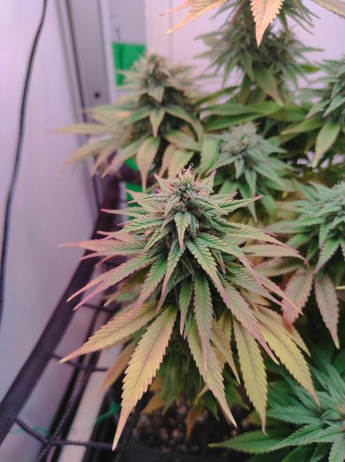 Shiskaberry. Week 13