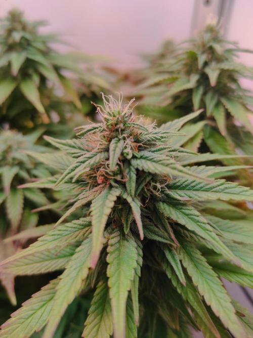Shiskaberry. Week 13