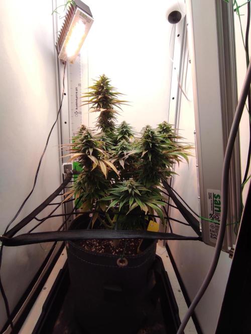 Shiskaberry. Week 13
