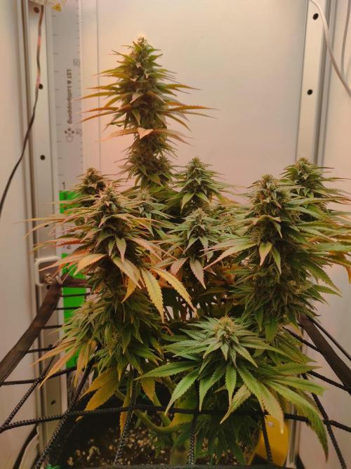 ShiskaBerry. Week 13