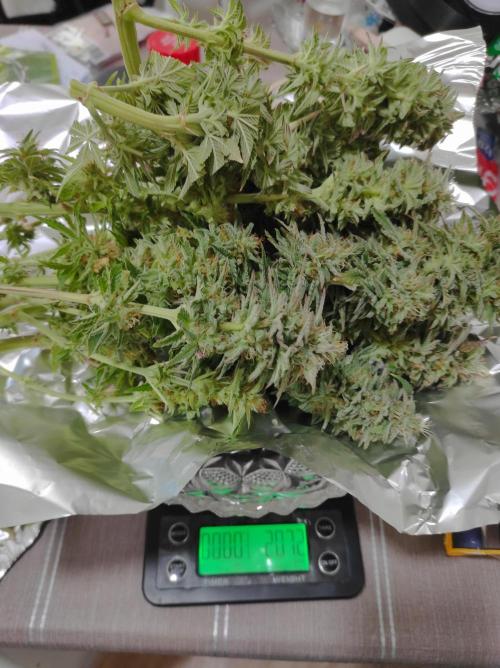 Shiskaberry. Week 14