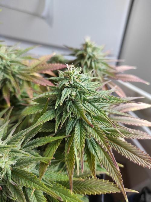Shiskaberry. Week 14