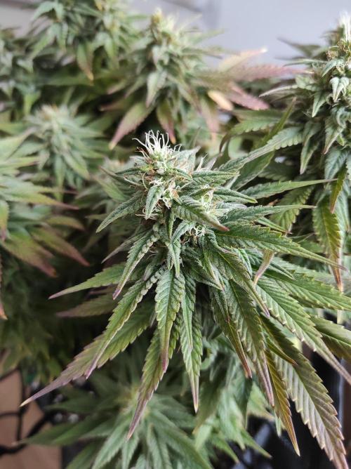 Shiskaberry. Week 14