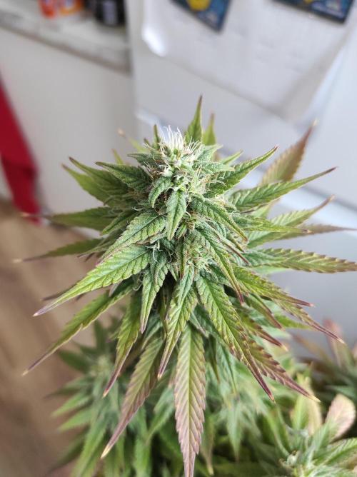 Shiskaberry. Week 14