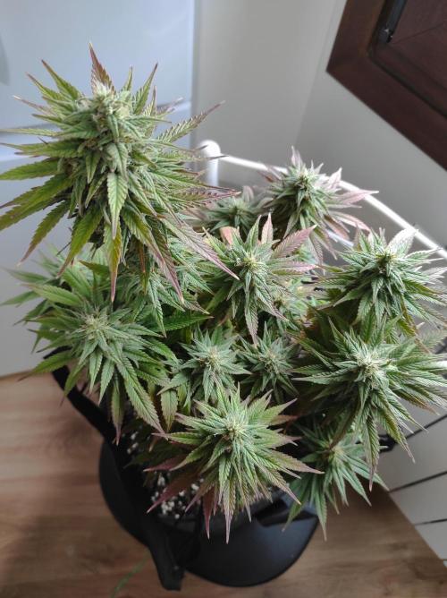 Shiskaberry. Week 14