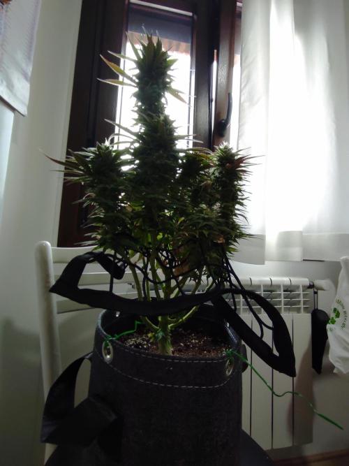 Shiskaberry. Week 14