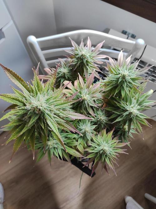 Shiskaberry. Week 14