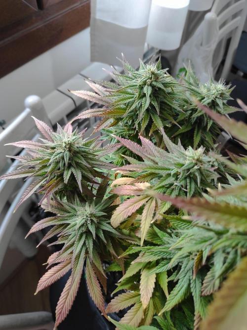 Shiskaberry. Week 14