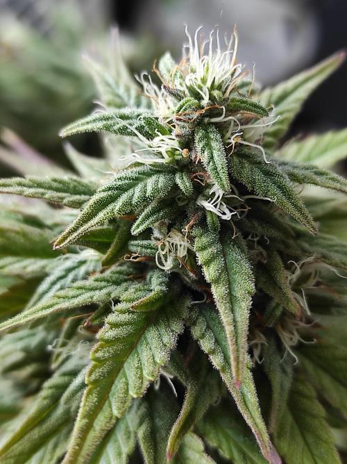 Shiskaberry. Week 14