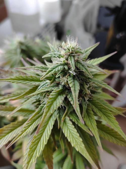 Shiskaberry. Week 14