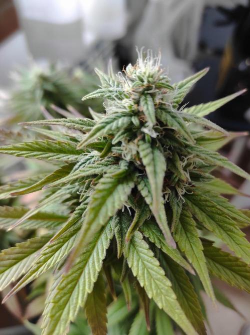 Shiskaberry. Week 14