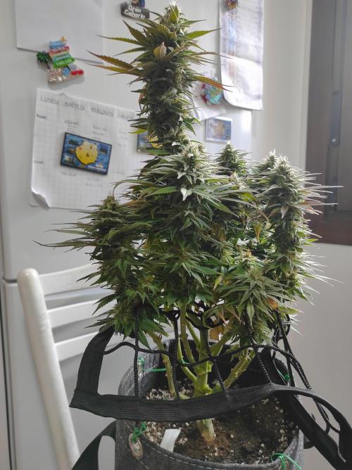 Shiskaberry. Week 14