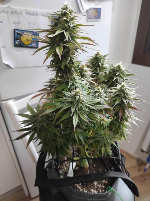 ShiskaBerry. Week 14