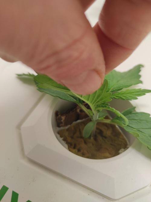 Pineapple slush XL Auto. Week 2